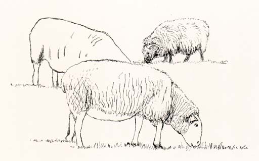Three grazing Sheep 
