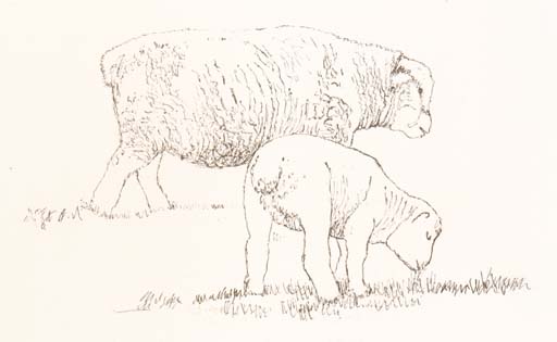Two fat Lambs 
