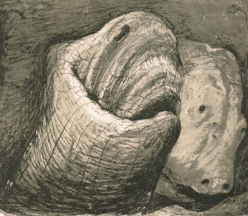 Animal Head 
