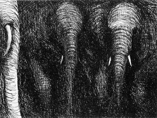 Elephants 
