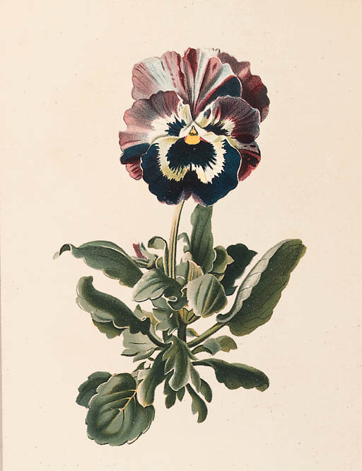 Heinrich Gottlieb Ludwig Reichenbach (1793-1879)