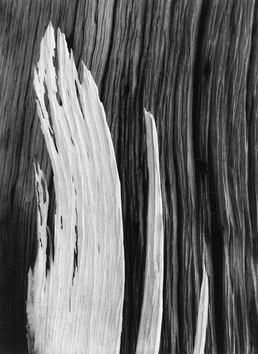 Wood Flame, Detail (c.1936) 
