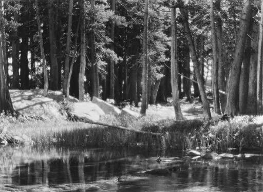 Lodgepole Pines, Lyell Fork of the Merced River, Yosemite National Park, California (1923)
