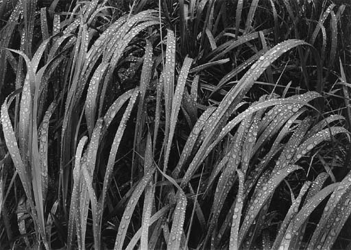 Grasses in Rain, Glacier Bay National Monument, Alaska (1948) 
