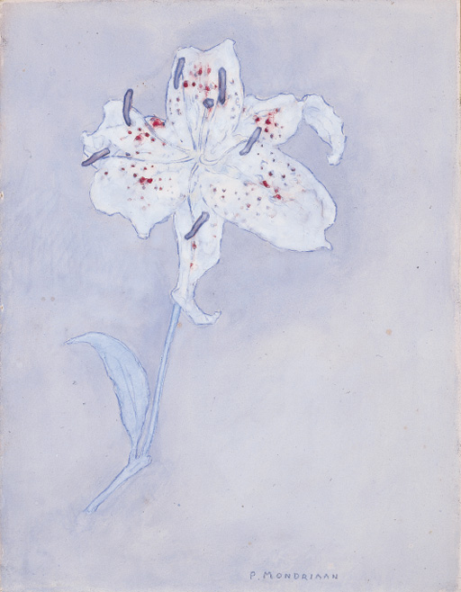 Lily 
