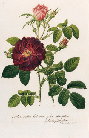 SAVI, Gaetano. Flora italiana. Ossia raccolta delle piante più belle