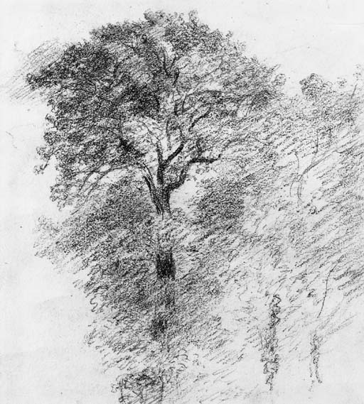 Elm Trees 
