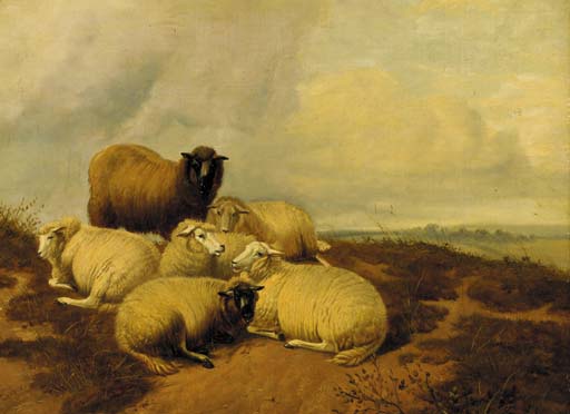 Sheep resting in a meadow 

