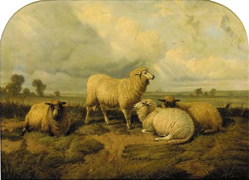 Sheep in a meadow 
