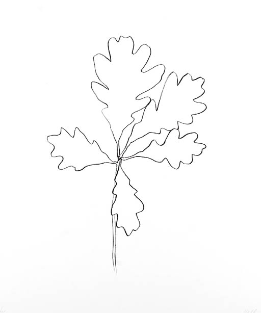 Oak IV (G. 1568) 
