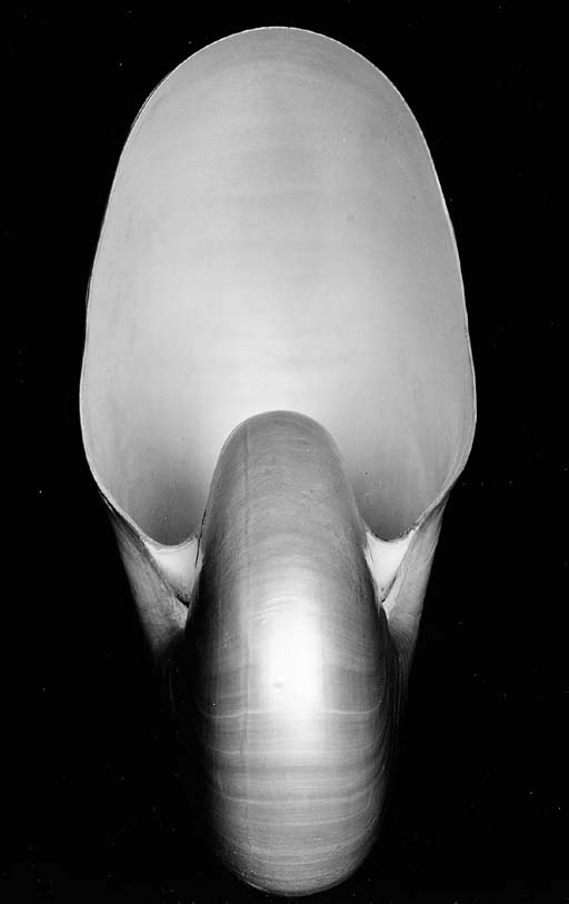 Nautilus Shell 

