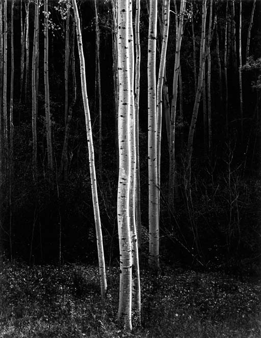 Aspens, New Mexico 
