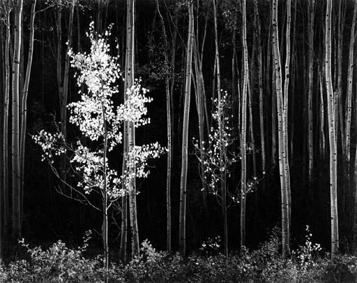Aspens, New Mexico 

