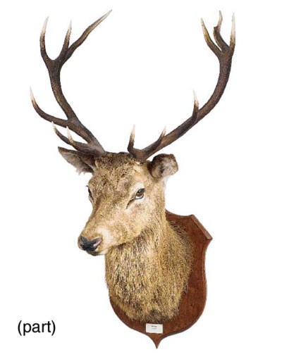 stuffed stag head