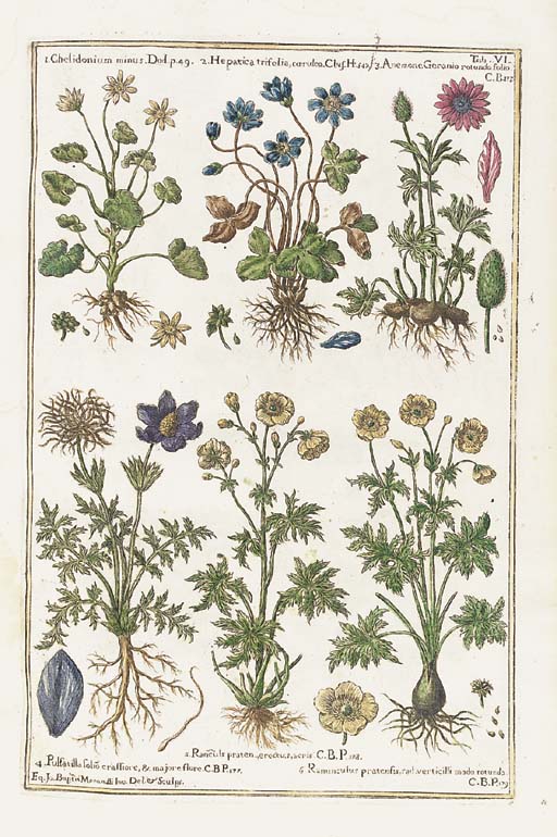 Morandi Giambattista Historia Botanica Practica Seu Plantarum Quae Ad Usum Medicinae Pertinent Milan Ex Typographia Petri