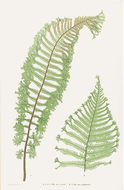 Royal Printed Ferns