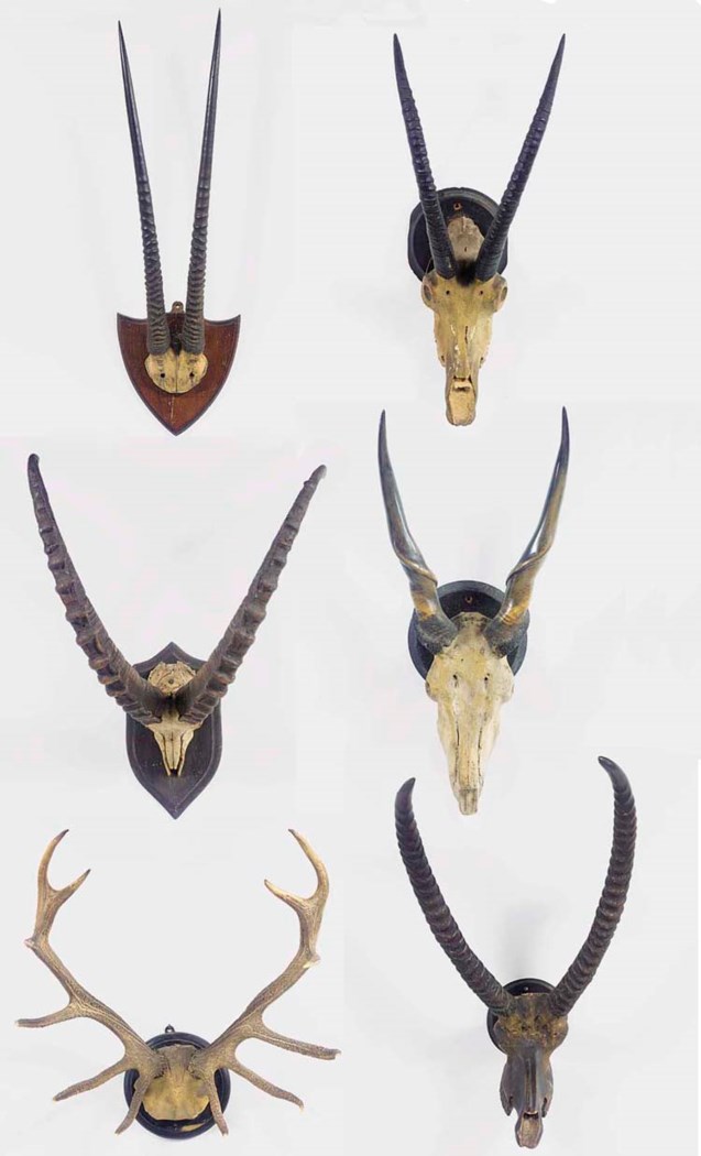 A collection of game trophies