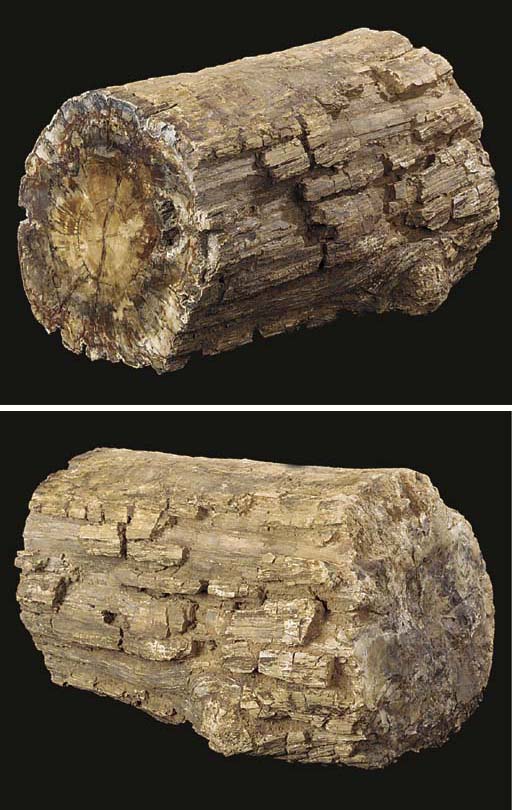 A fine specimen of petrified wood,