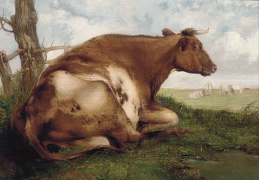 The recumbent cow 

