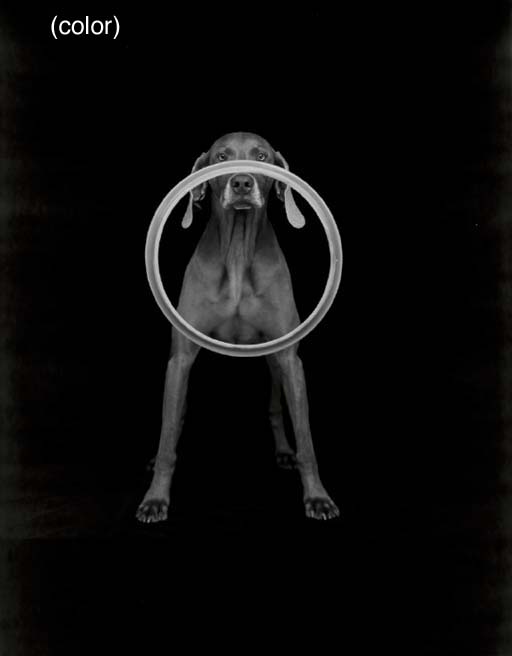 O Ring 
