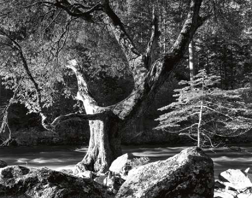 Morning, Merced River Canyon, Yosemite National Park 

