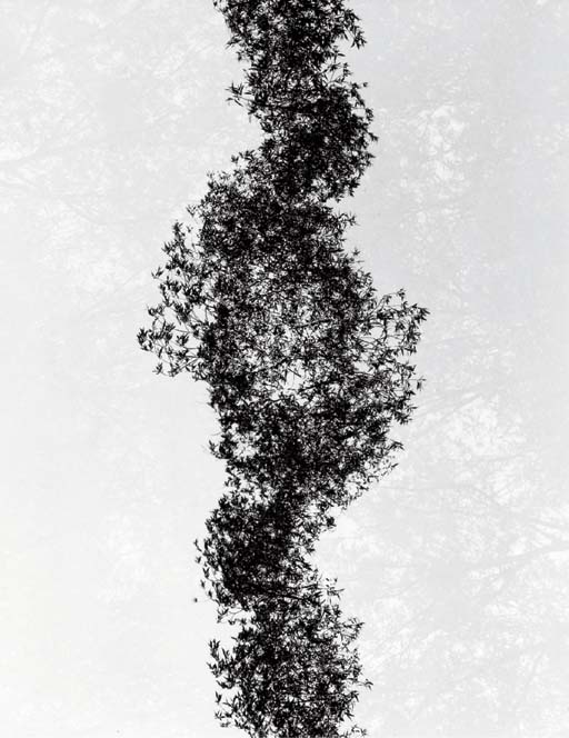 Multiple Exposure Trees, Detroit 
