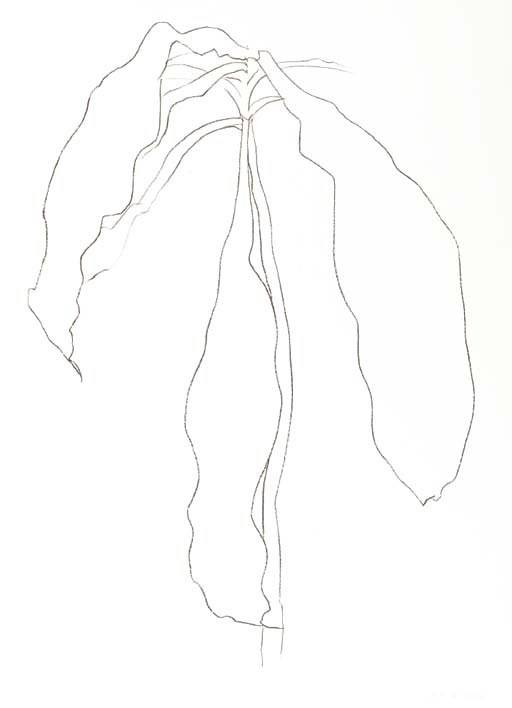 Dracena I; and Dracena II (A. 212-3) 
