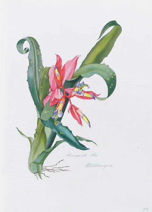 MEE, Margaret Ursula (19091988, illustrator). Flowers of the Brazilian