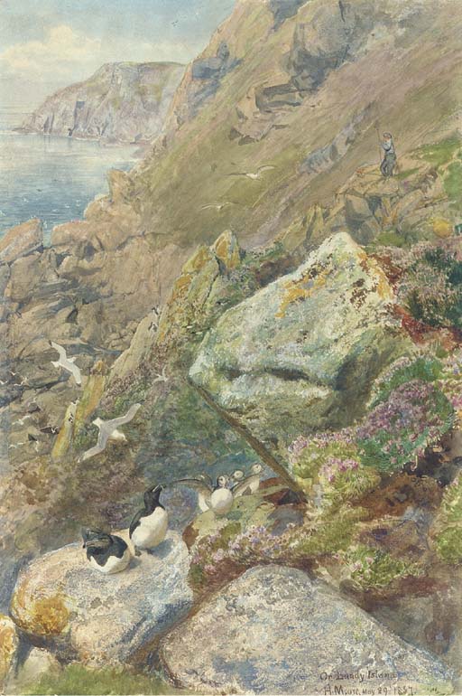 On Lundy Island, Devon 
