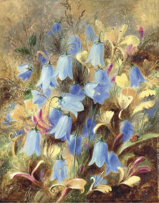 Harebells 
