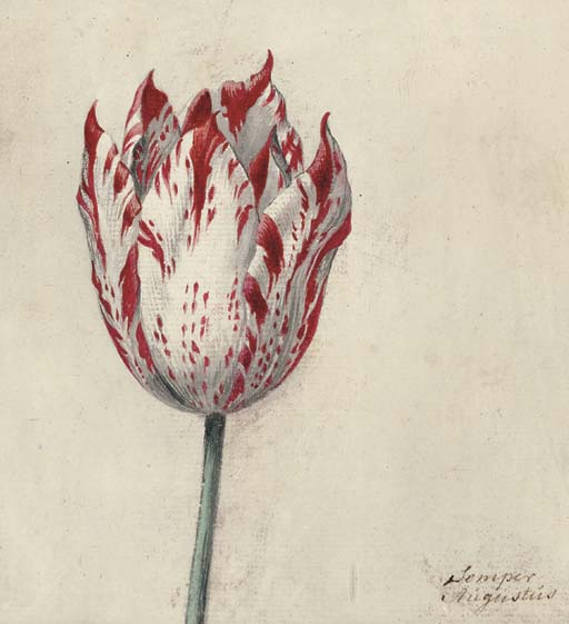 Dutch School, 18th Century , Semper Augustus Study of a tulip Christie's