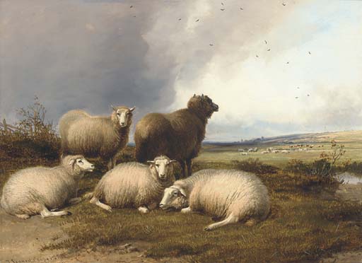 Sheep grazing in a landscape, with rain approaching 

