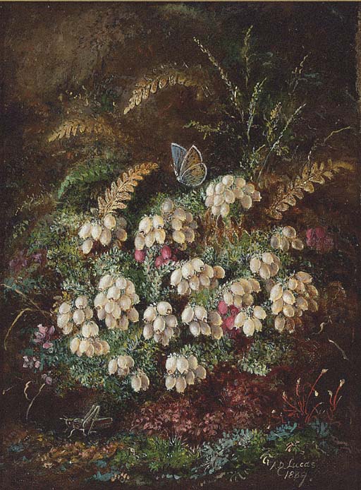 Heather and a butterfly; and Primulas and violas 
