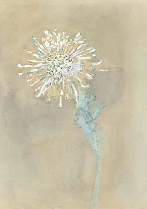 Chrysanthemum 
