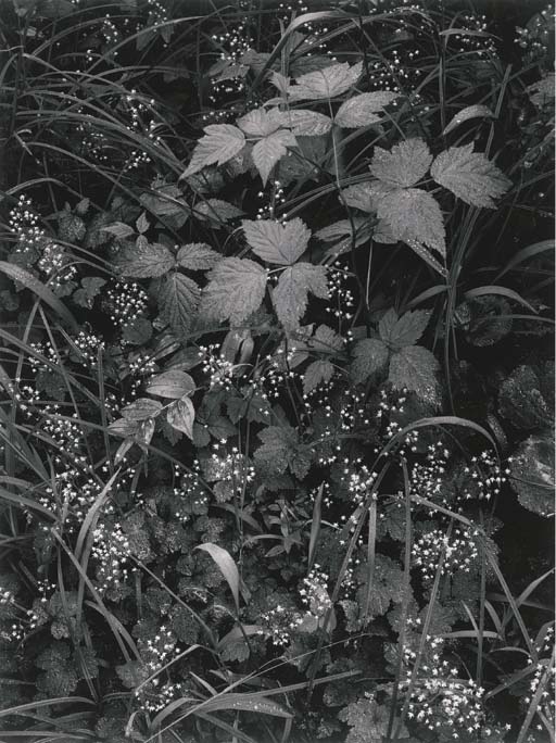 Trailside, Near Juneau, Alaska, 1947 
