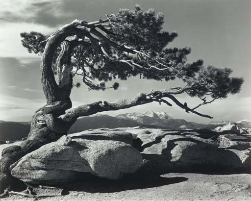 Jeffrey Pines, Sentinel Dome, Yosemite National Park, California, 1940 
