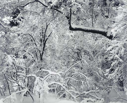 Fresh Snow, Yosemite Valley, California, 1947 

