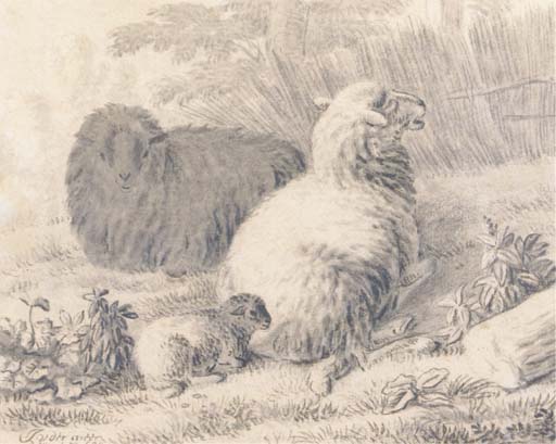 Sheep and a lamb in a meadow 
