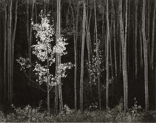 Aspens, Northern New Mexico, 1958 
