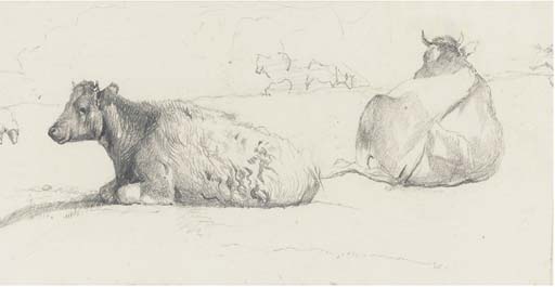 Cattle resting 
