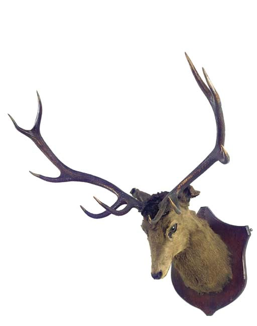 stuffed stag head