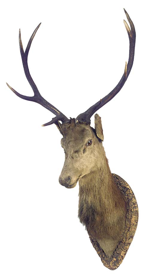 stuffed stag head