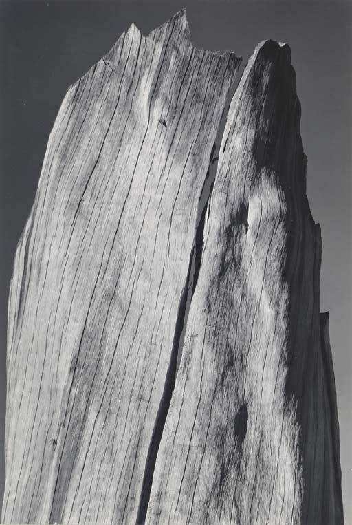 White Stump, 1936 
