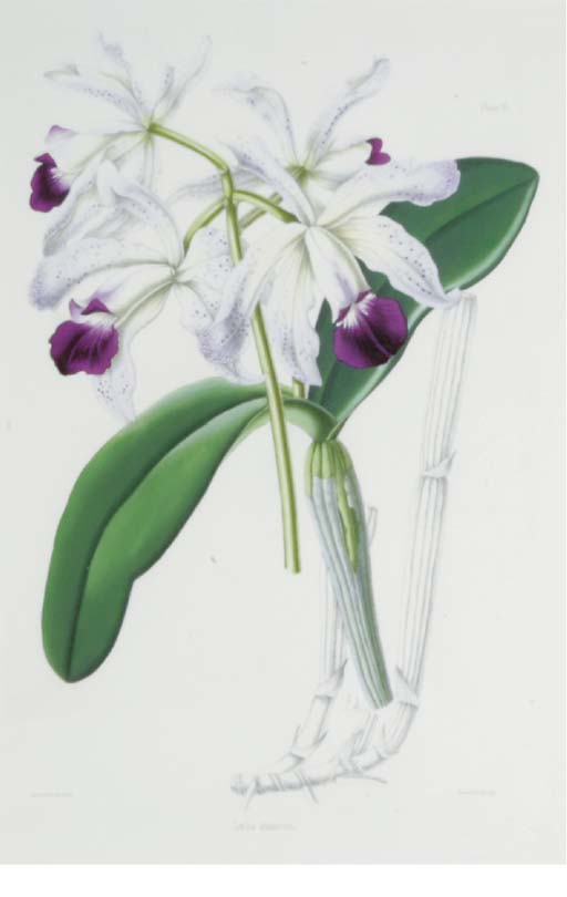 Robert Warner (ACTIVE 1860-1875) , Select Orchidaceous