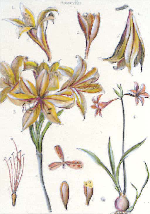 Select Orchidaceous Plants　Robert Warner Select Orchidaceous Plants by Warner Robert - AbeBooks
