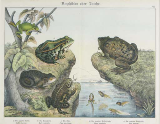 Robert Warner (ACTIVE 1860-1875) , Select Orchidaceous