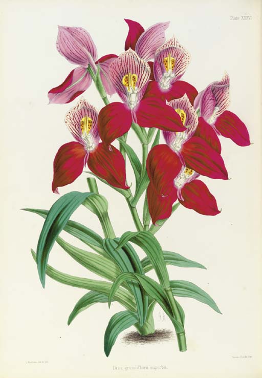 Select Orchidaceous Plants　Robert Warner Select Orchidaceous Plants 1862 by Warner, Robert: Very Good