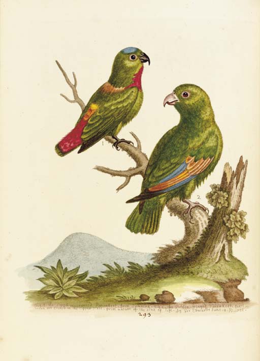 Select Orchidaceous Plants　Robert Warner Select Orchidaceous Plants by Warner Robert - AbeBooks