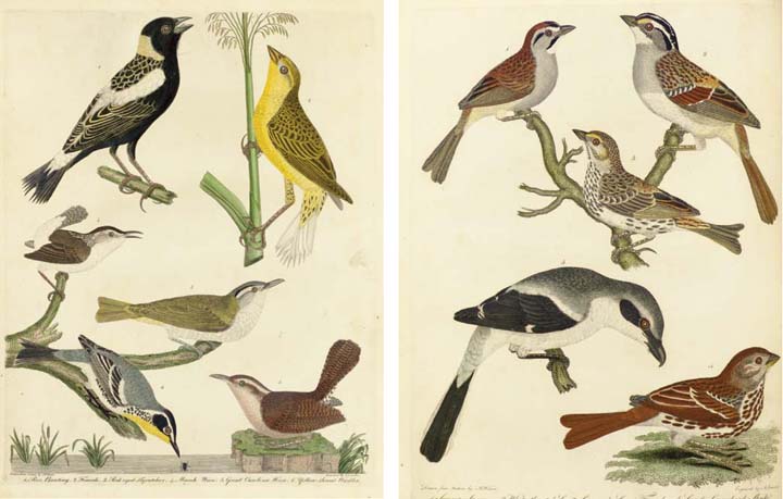 Select Orchidaceous Plants　Robert Warner Select Orchidaceous Plants 1862 by Warner, Robert: Very Good