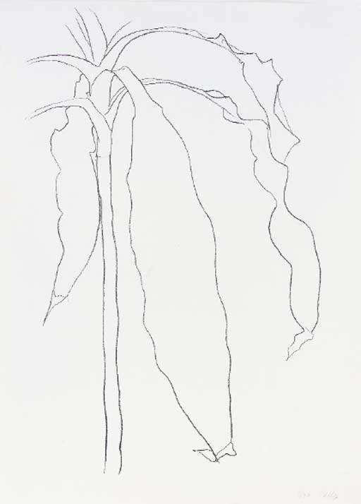Dracena I (A. 212) 
